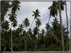 foto Flora e la Fauna alle Seychelles